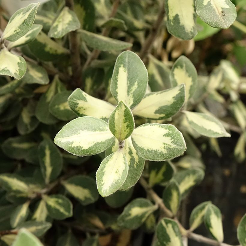 Metrosideros excelsa Aureomarginata ou M. kermadecensis Variegata - Arbre de Noël de Nouvelle-Zélande (Feuillage)