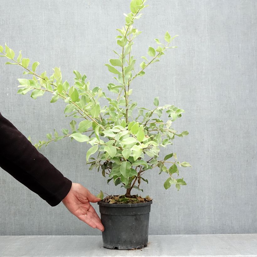 Spécimen de Metrosideros x thomasii Pot de 3L/4L tel que livré en automne