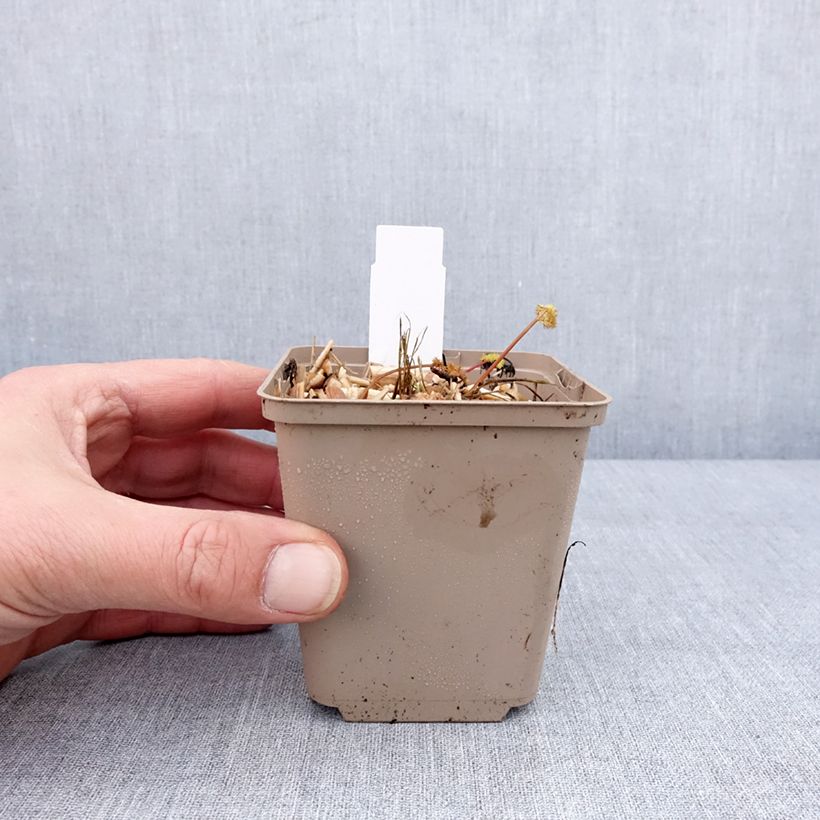 Spécimen de Meum athamanticum - Cerfeuil des Alpes Godet de 8/9 cm tel que livré en hiver