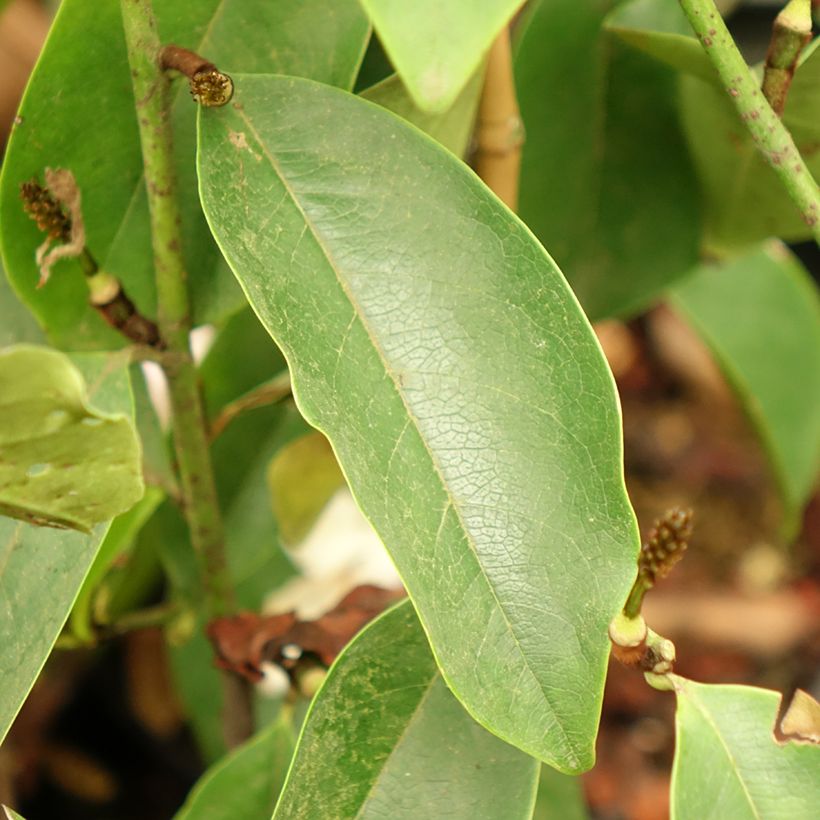 Michelia Fairy Lime - Michelia hybride (Feuillage)