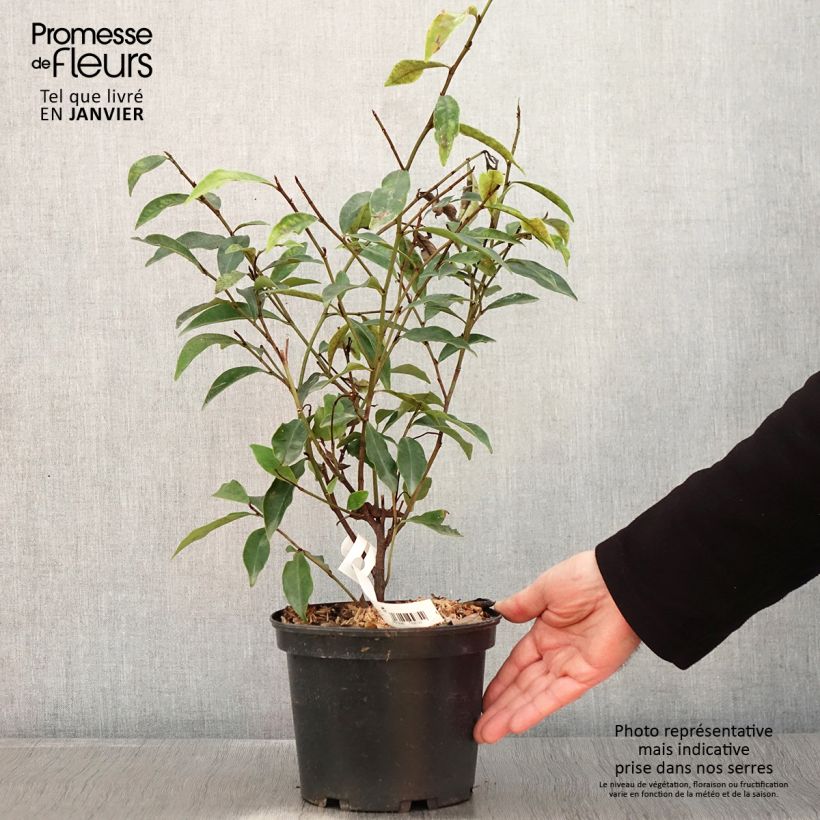 Spécimen de Michelia figo Pot de 2L/3L tel que livré en hiver