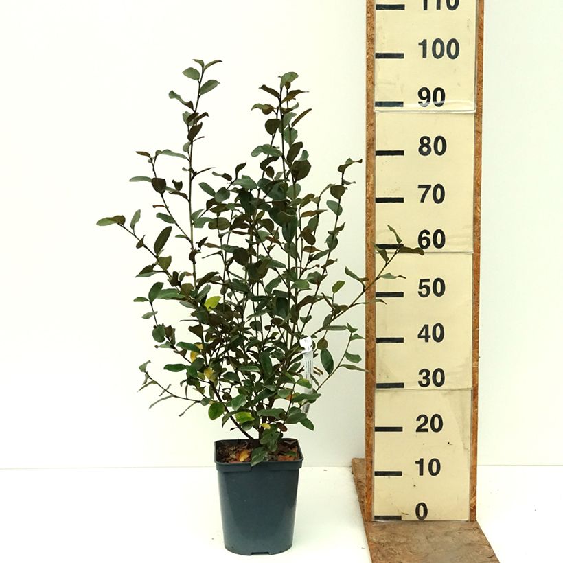 Spécimen de Michelia yunnanensis Gail's Favorite Pot de 4L/5L tel que livré en automne