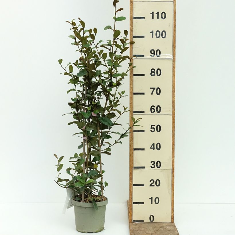 Spécimen de Michelia yunnanensis Gail's Favorite Pot de 4L/5L tel que livré en été