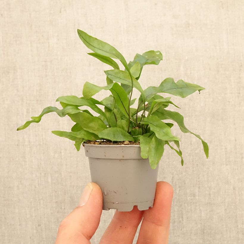 Spécimen de Microsorum pteropus - Fougère de Java Mini-plante tel que livré au printemps