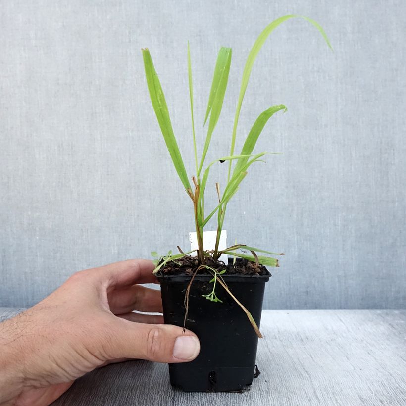 Spécimen de Milium effusum Aureum Godet de 8/9 cm tel que livré en automne