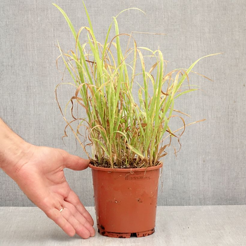 Spécimen de Milium effusum Aureum Pot de 1L/1,5L tel que livré en automne