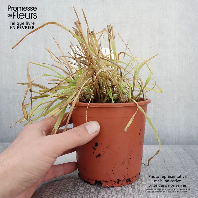 Spécimen de Milium effusum Aureum Pot de 1L/1,5L tel que livré en hiver