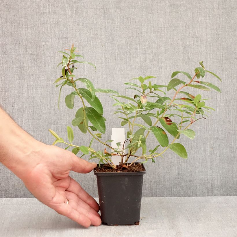 Spécimen de Millepertuis - Hypericum calycinum Godet de 7/8 cm tel que livré en automne
