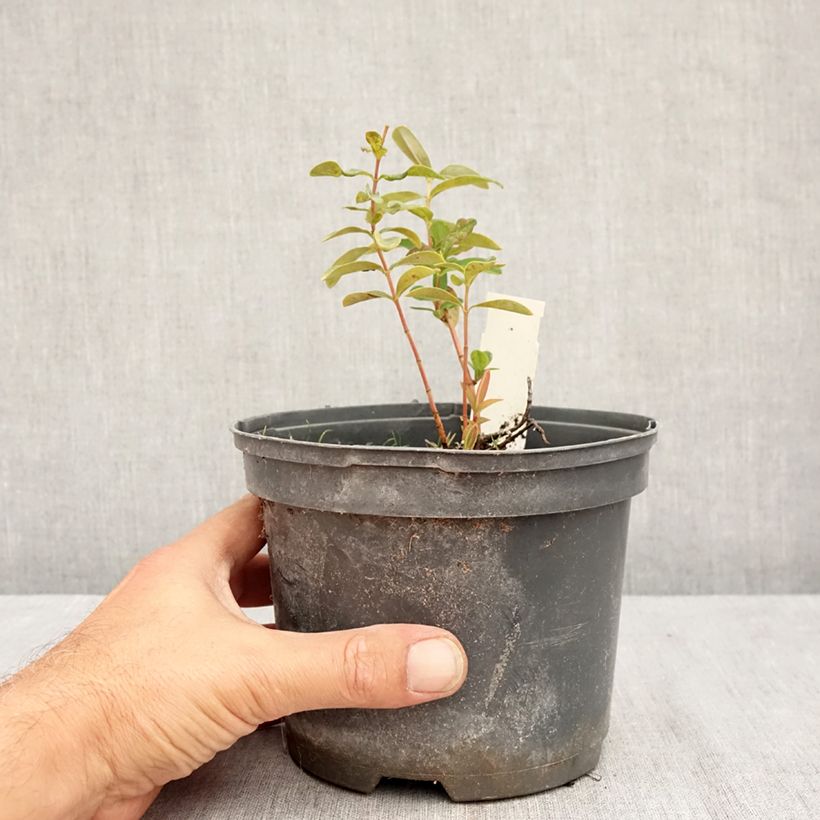 Spécimen de Millepertuis - Hypericum calycinum Pot de 2L/3L tel que livré en été