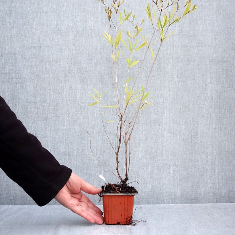 Spécimen de Millepertuis - Hypericum densiflorum Buttercup Godet de 8/9 cm tel que livré en automne