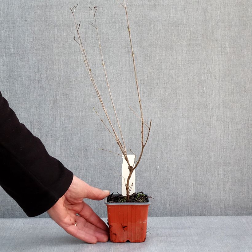 Spécimen de Millepertuis - Hypericum densiflorum Buttercup Godet de 8/9 cm tel que livré en hiver