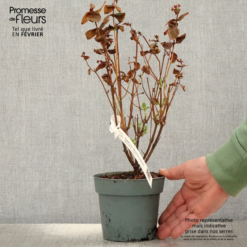 Spécimen de Millepertuis - Hypericum inodorum Miracle Pistache Pot de 2L/3L tel que livré en hiver