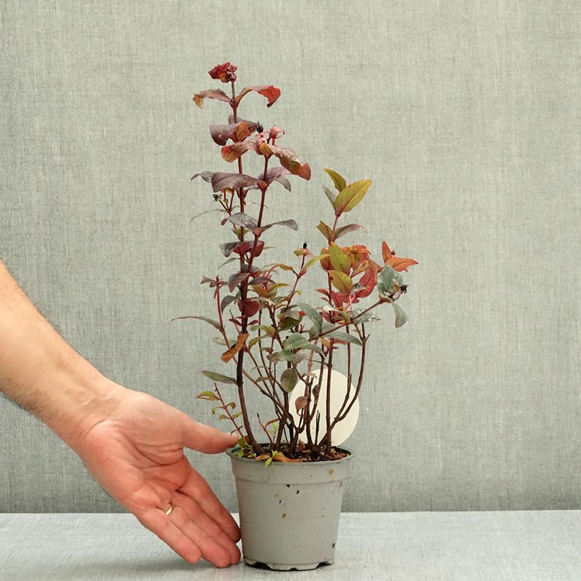 Spécimen de Millepertuis Miracle Night - Hypericum Pot de 12 cm / 13 cm tel que livré en automne
