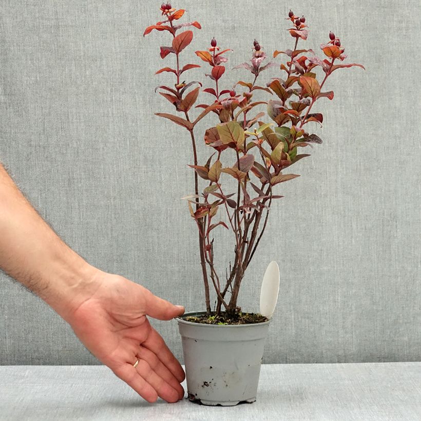 Spécimen de Millepertuis Miracle Night - Hypericum Pot de 12 cm / 13 cm tel que livré en été