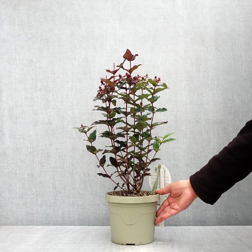 Spécimen de Millepertuis Miracle Night - Hypericum Pot de 3L/4L tel que livré en automne
