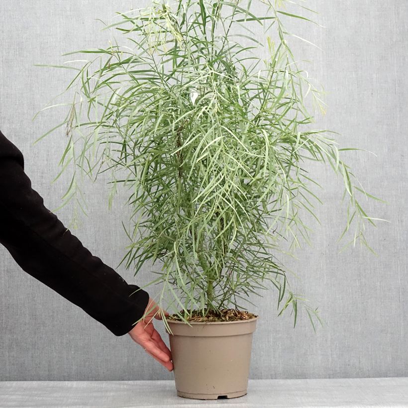 Spécimen de Mimosa à feuilles de saule - Acacia iteaphylla Pot de 4L/5L tel que livré en hiver
