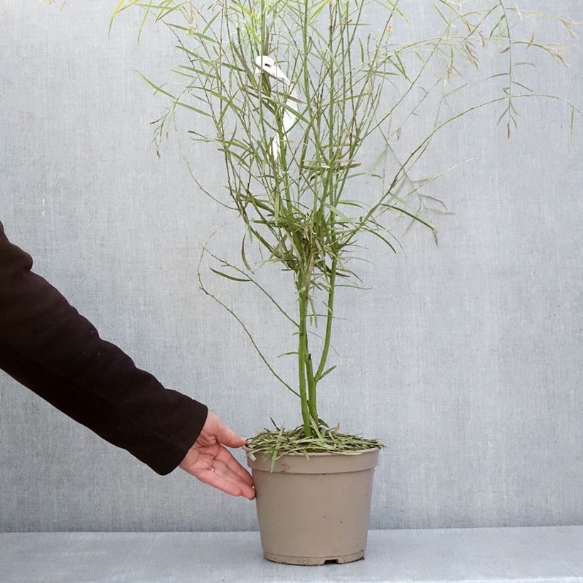 Spécimen de Mimosa à feuilles de saule - Acacia iteaphylla Pot de 4L/5L tel que livré au printemps