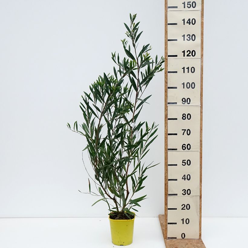 Spécimen de Mimosa à longues feuilles - Acacia longifolia Pot de 4L/5L tel que livré en automne