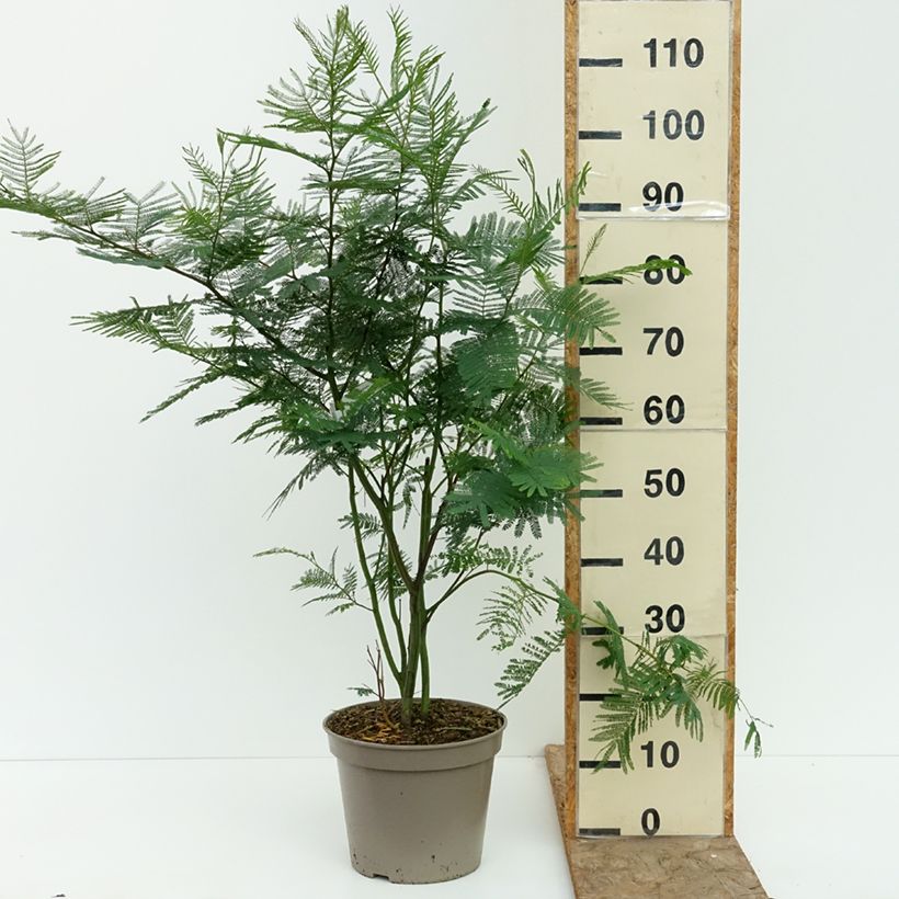Spécimen de Mimosa - Acacia dealbata Pot de 4L/5L tel que livré en été