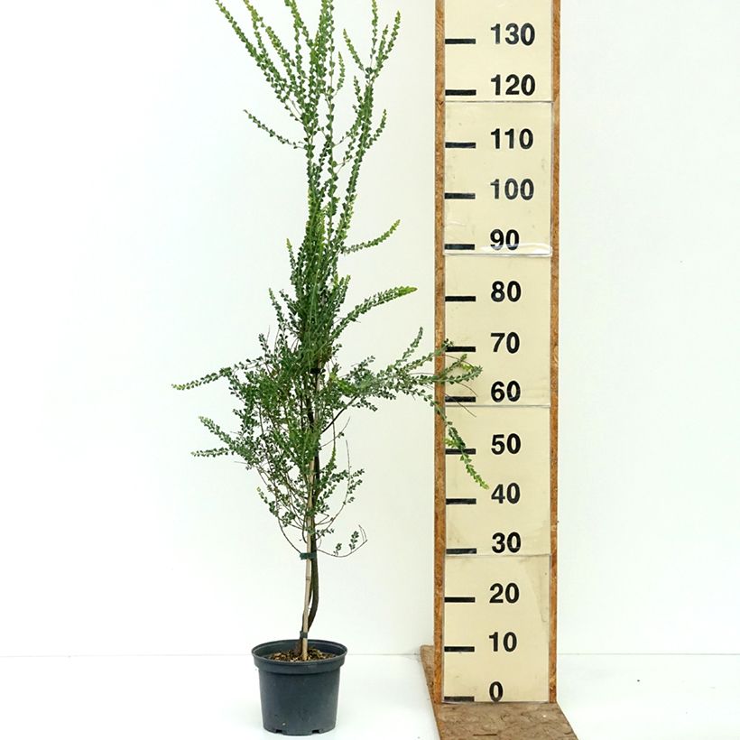 Spécimen de Mimosa - Acacia pravissima Pot de 3L/4L tel que livré en été