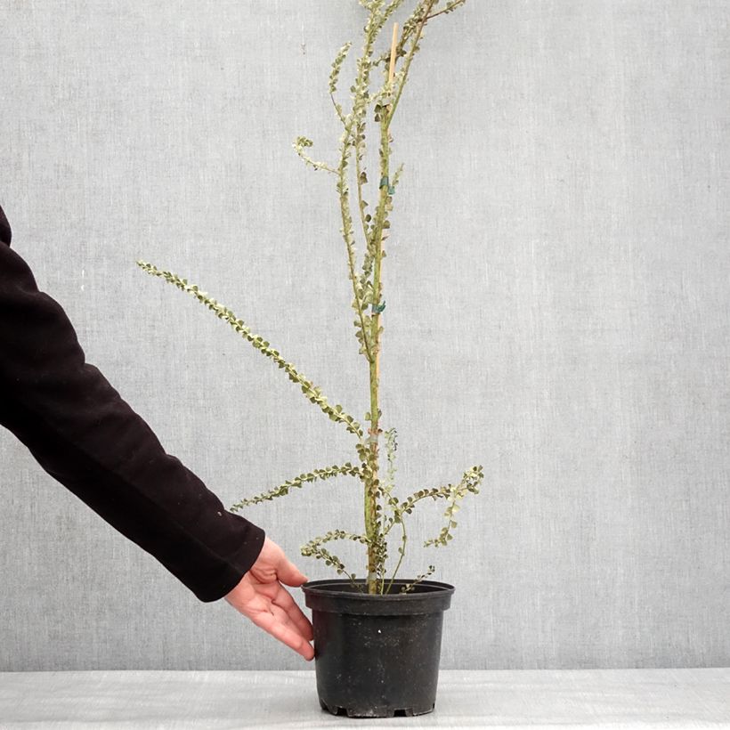 Spécimen de Mimosa - Acacia pravissima Pot de 3L/4L tel que livré en hiver