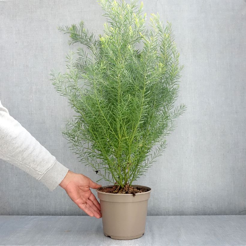 Spécimen de Mimosa de la rivière Snowy - Acacia boormanii Pot de 4L/5L tel que livré en automne