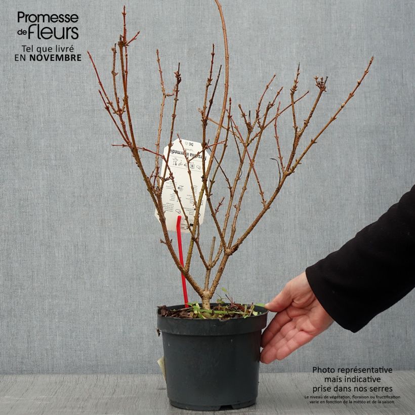 Spécimen de Forsythia x intermedia Lynwood - Mimosa de Paris Pot de 2L/3L tel que livré en automne