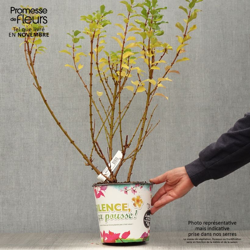 Spécimen de Mimosa de Paris - Forsythia x intermedia Mindor Pot de 4L/5L tel que livré en automne