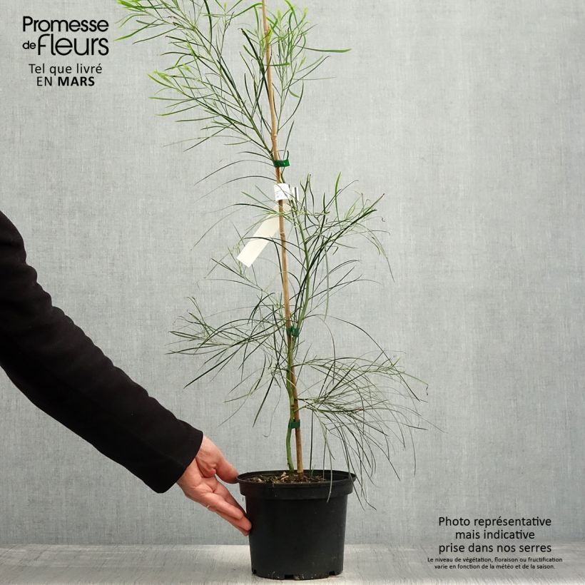 Spécimen de Mimosa des 4 saisons - Acacia retinodes Pot de 2L/3L tel que livré au printemps