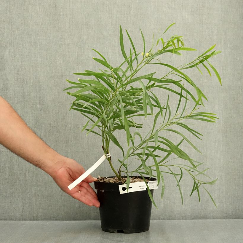 Spécimen de Mimosa des 4 saisons Lisette - Acacia retinodes Pot de 2L/3L tel que livré en été
