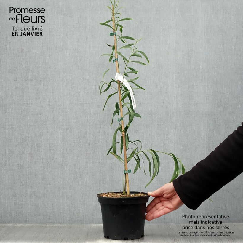 Spécimen de Mimosa des 4 saisons Lisette - Acacia retinodes Pot de 2L/3L tel que livré en hiver