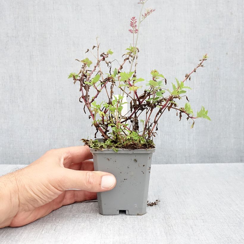 Spécimen de Mimulus cupreus Roter Kaiser Godet de 8/9 cm tel que livré en automne