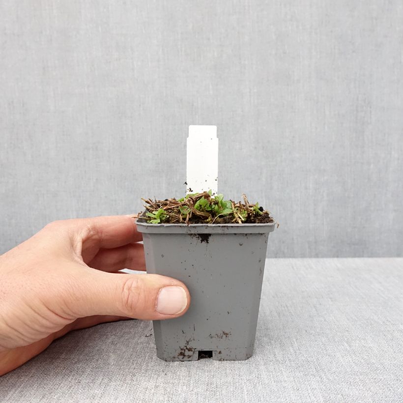 Spécimen de Mimulus cupreus Roter Kaiser Godet de 8/9 cm tel que livré au printemps