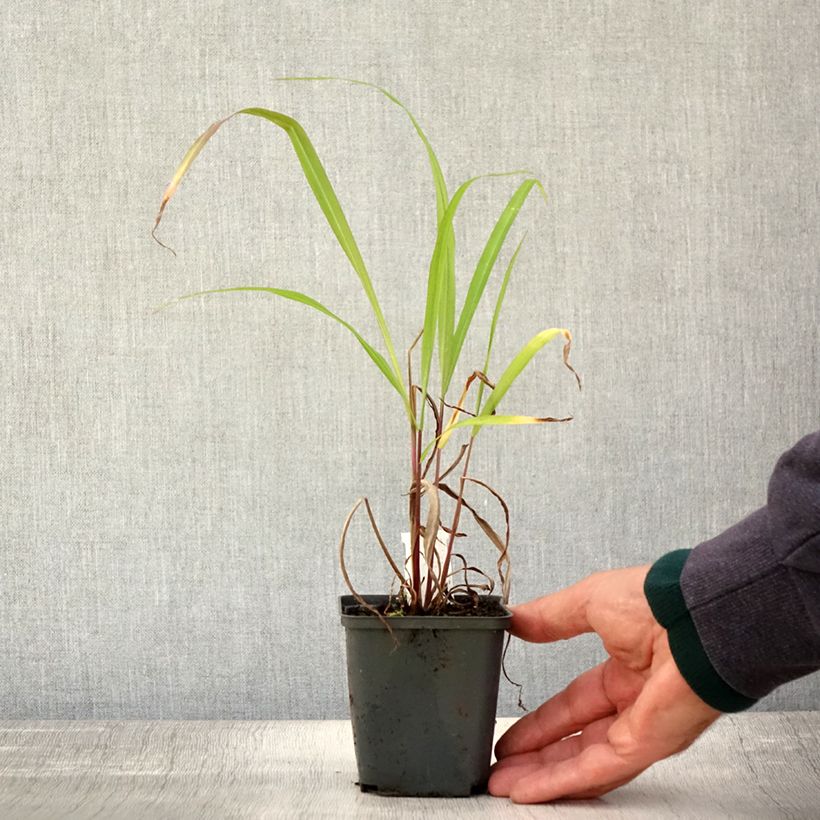 Spécimen de Miscanthus nepalensis - Miscanthus du Népal Godet de 8/9 cm tel que livré en automne