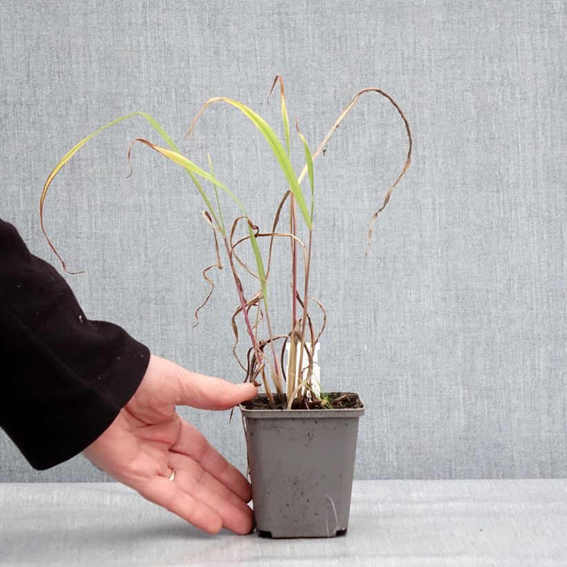 Spécimen de Miscanthus nepalensis - Miscanthus du Népal Godet de 8/9 cm tel que livré en hiver