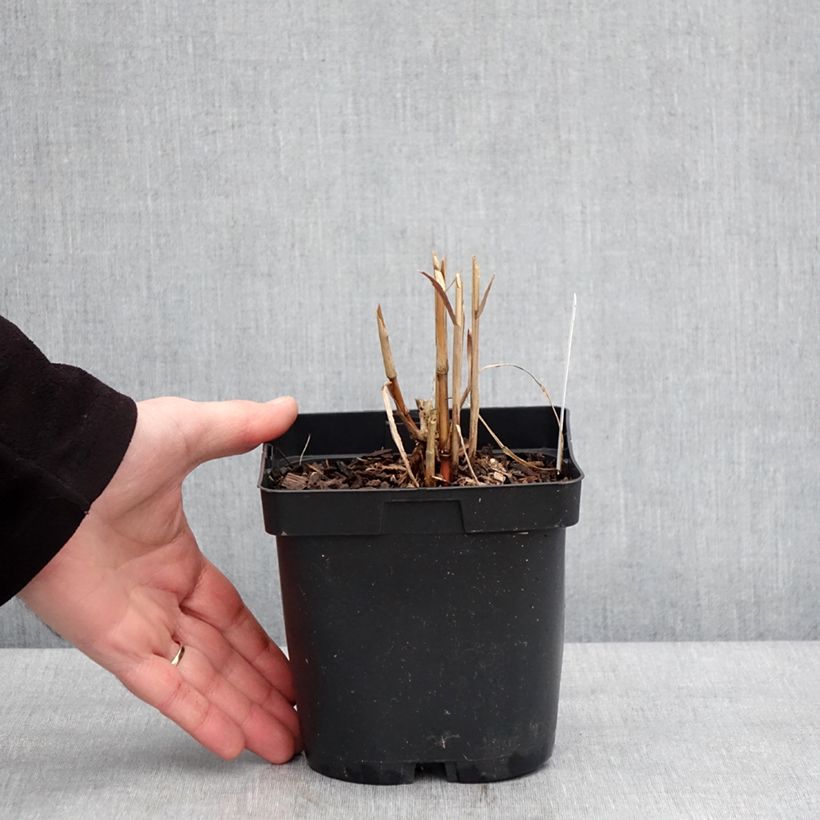 Spécimen de Miscanthus sacchariflorus - Roseau de Chine Pot de 2L/3L tel que livré en hiver