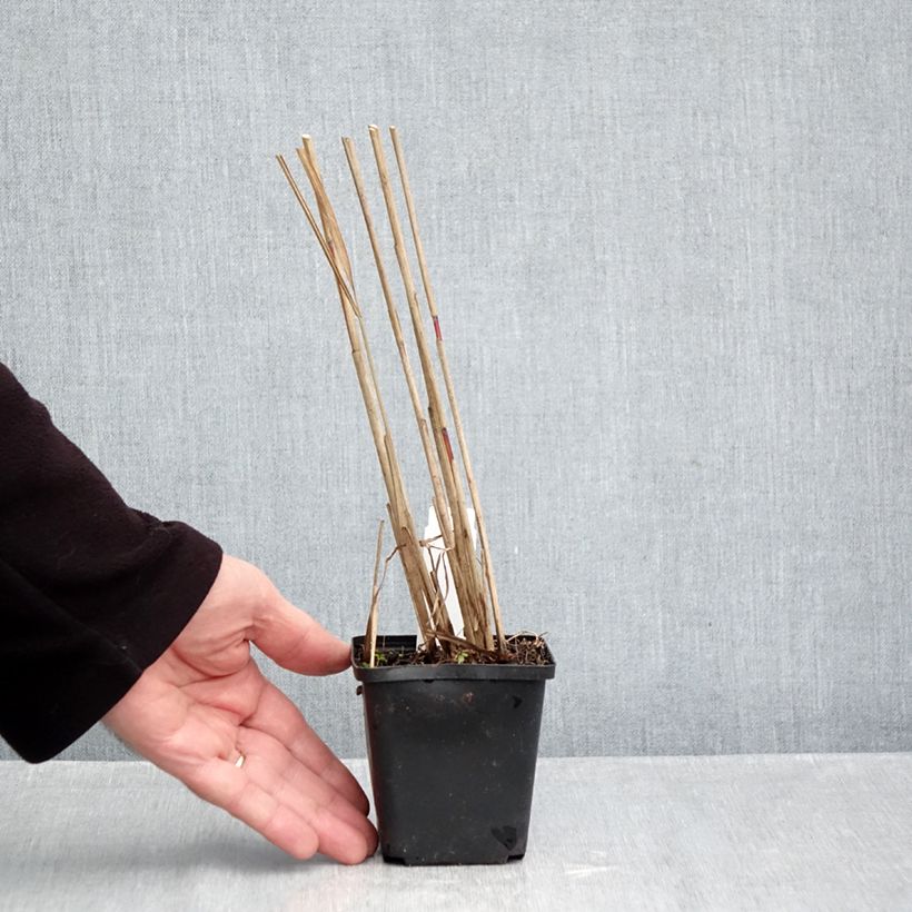 Spécimen de Miscanthus sinensis Afrika - Eulalie - Roseau de Chine Godet de 8/9 cm tel que livré en automne