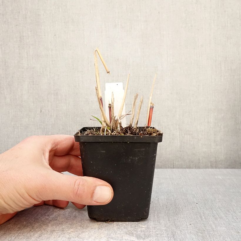 Spécimen de Miscanthus sinensis Afrika - Eulalie - Roseau de Chine Godet de 8/9 cm tel que livré au printemps