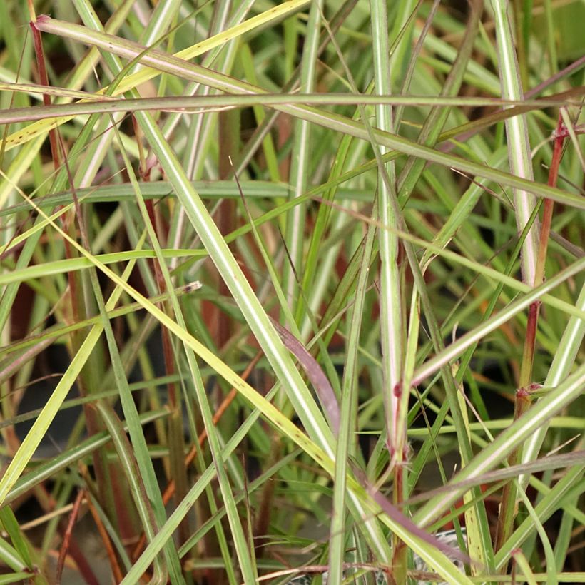 Miscanthus sinensis Aperitiv (Aperitif) - Roseau de Chine (Feuillage)