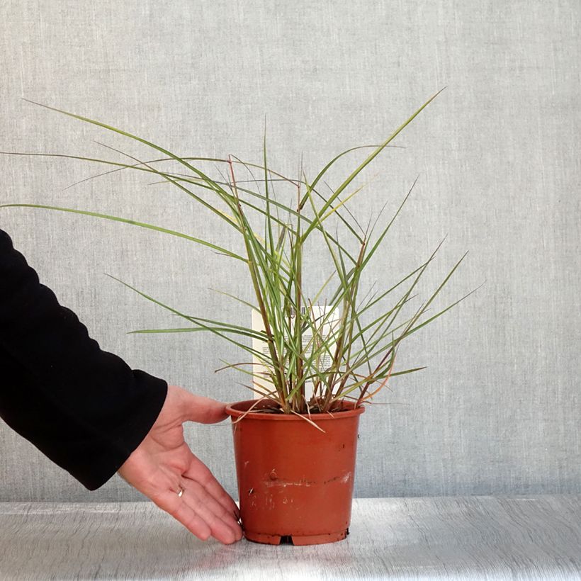 Spécimen de Miscanthus sinensis Aperitiv (Aperitif) - Roseau de Chine Pot de 1L/1,5L tel que livré en automne