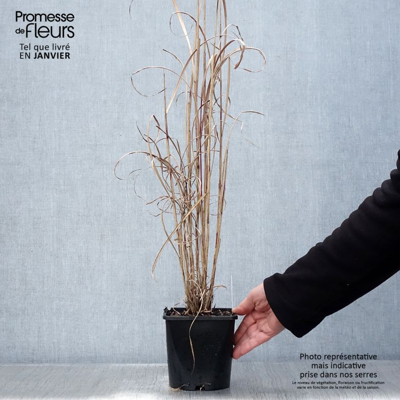 Spécimen de Miscanthus sinensis Boucle - Roseau de Chine Pot de 1,5L/2L tel que livré en hiver