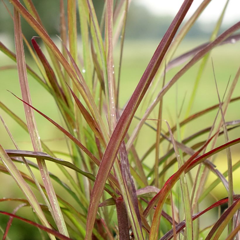 Miscanthus sinensis Boucle - Roseau de Chine (Feuillage)