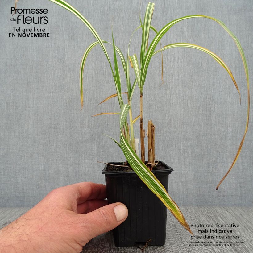 Spécimen de Miscanthus sinensis Cabaret - Roseau de Chine Godet de 8/9 cm tel que livré en automne