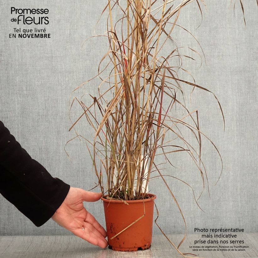 Spécimen de Miscanthus sinensis China - Eulalie - Roseau de Chine Pot de 1L/1,5L tel que livré en automne