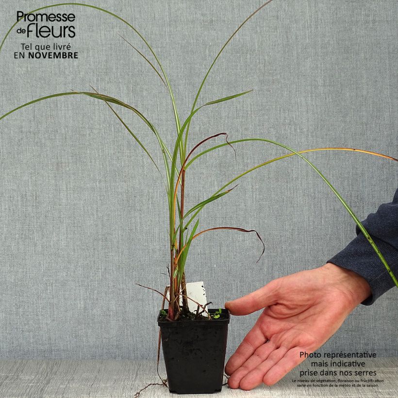 Spécimen de Miscanthus sinensis China - Eulalie - Roseau de Chine Godet de 8/9 cm tel que livré en automne