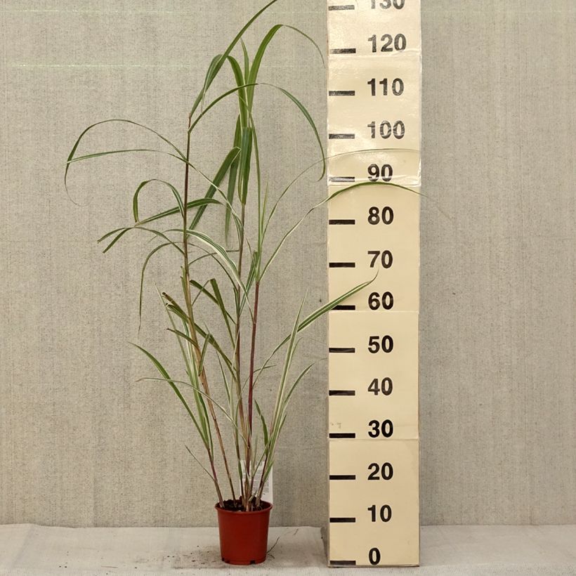 Spécimen de Miscanthus sinensis Cosmopolitan - Eulalie, Roseau de Chine Pot de 1L/1,5L tel que livré en automne