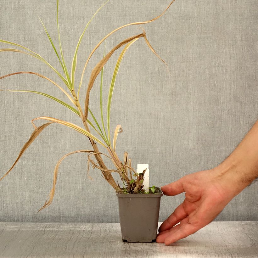 Spécimen de Miscanthus sinensis Cosmopolitan - Eulalie, Roseau de Chine Godet de 8/9 cm tel que livré en automne