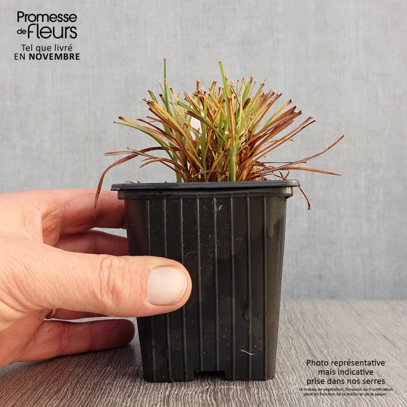Spécimen de Miscanthus sinensis Cute One - Roseau de Chine nain. Godet de 8/9 cm tel que livré en automne