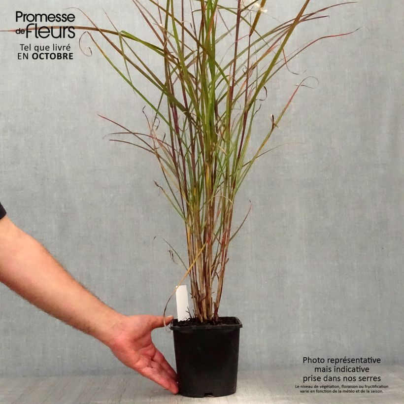 Spécimen de Miscanthus sinensis Dronning Ingrid - Roseau de Chine Godet de 8/9 cm tel que livré en automne