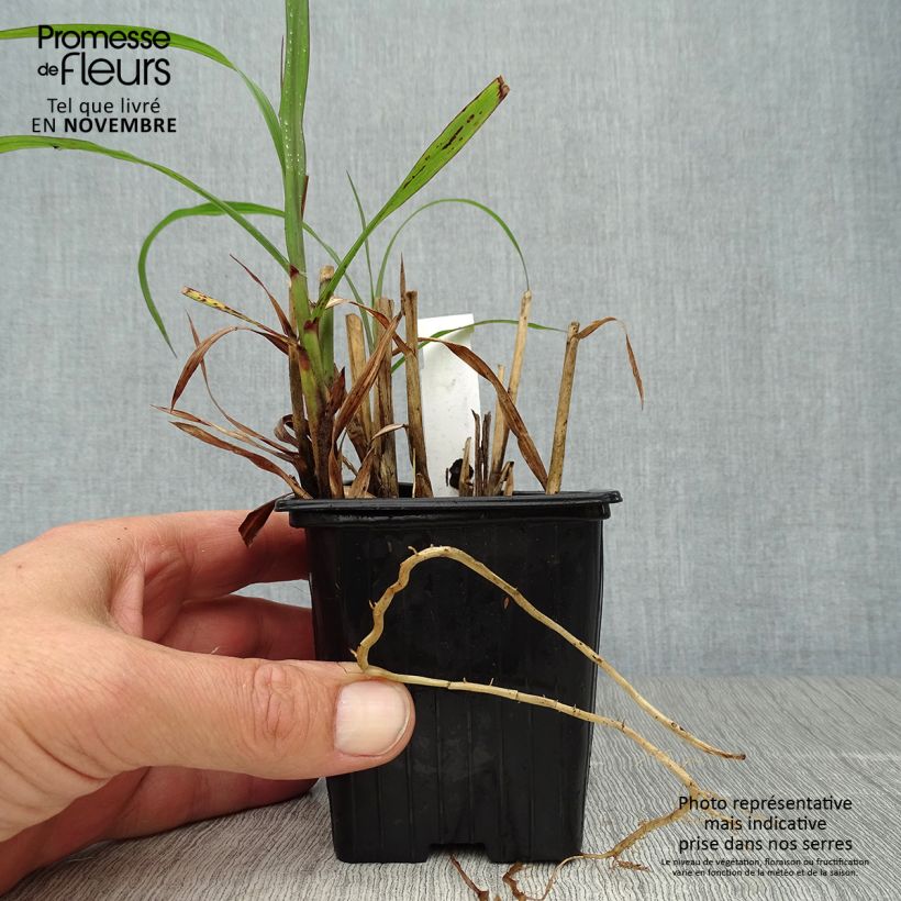 Spécimen de Miscanthus sinensis Emmanuel Lepage - Roseau de Chine Godet de 8/9 cm tel que livré en automne